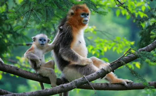 Yichang to Chongqing via Shennongjia Itinerary